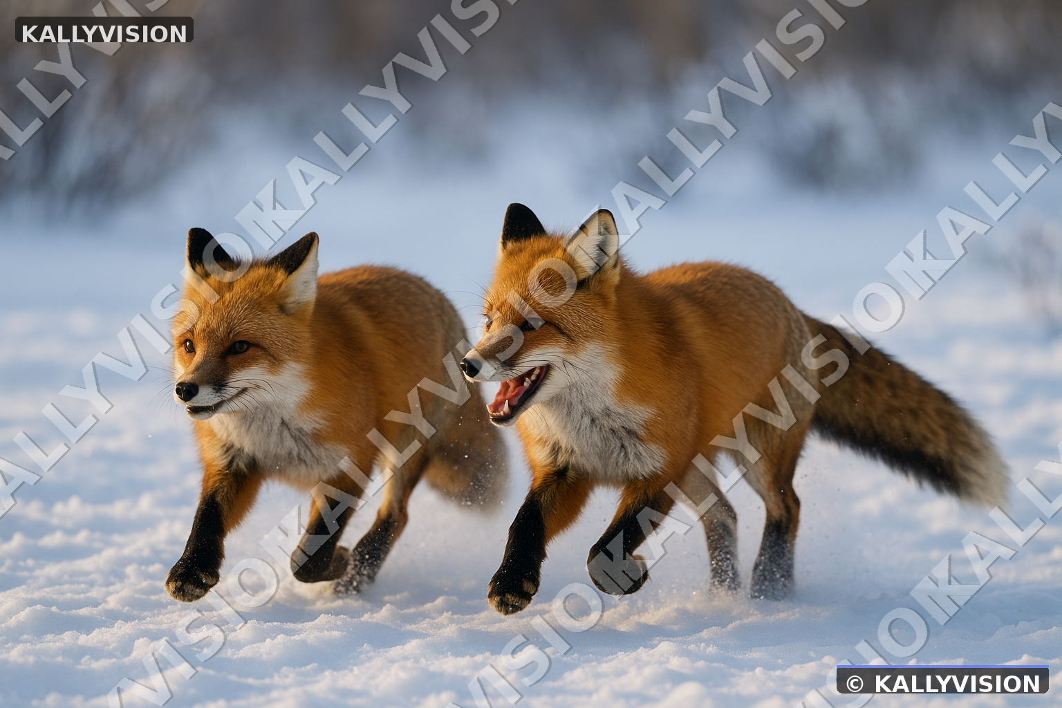 Renard 06