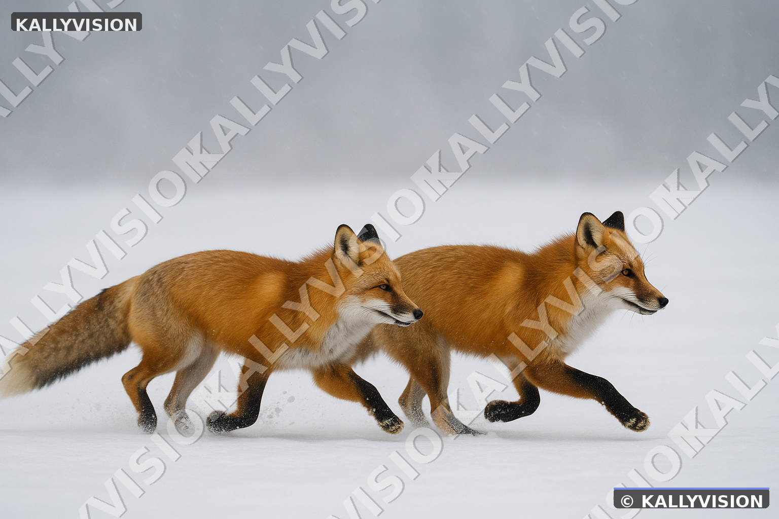 Renard 07